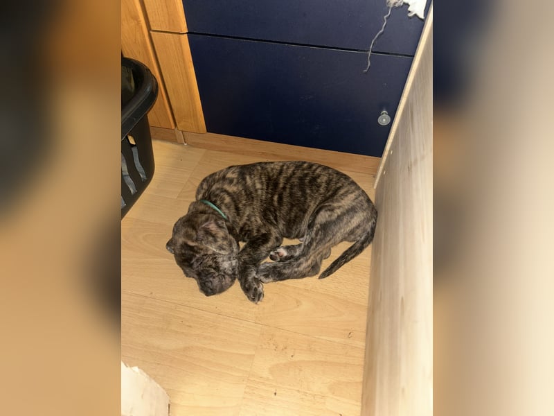 Presa Canario mix Welpen