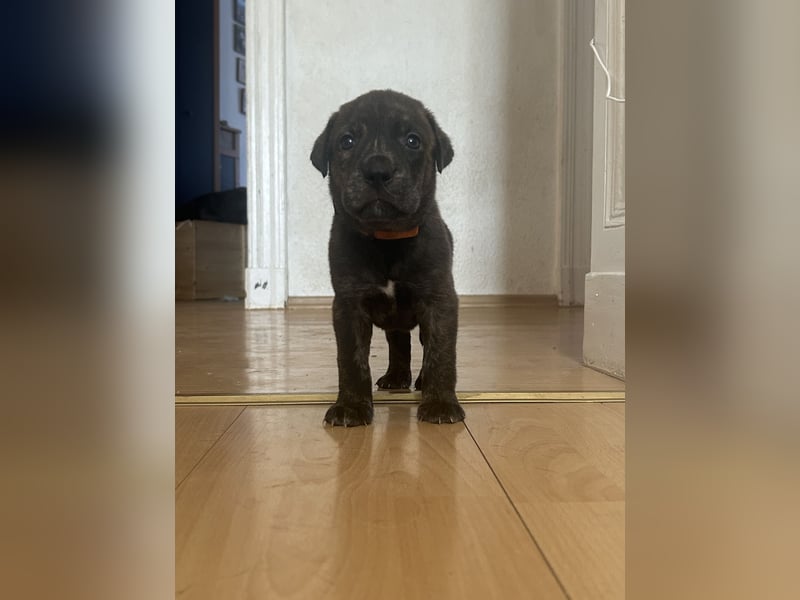 Presa Canario mix Welpen