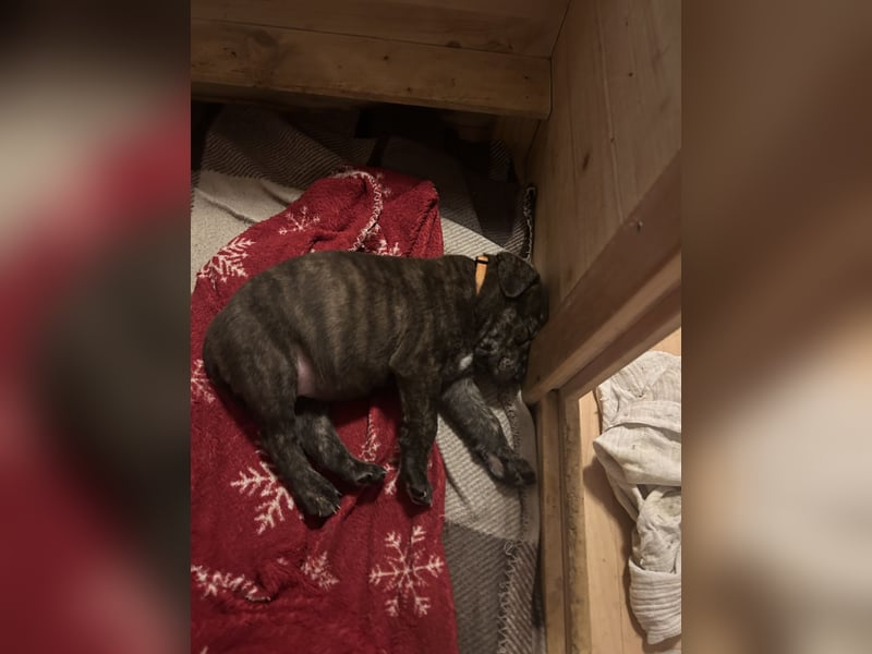 Presa Canario mix Welpen