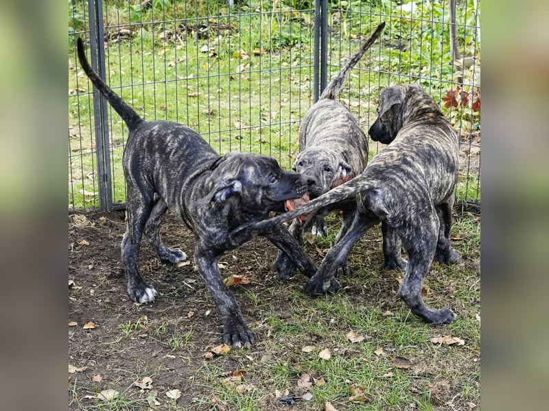 4 tolle Presa Canario Welpen suchen eine liebevolle Familie