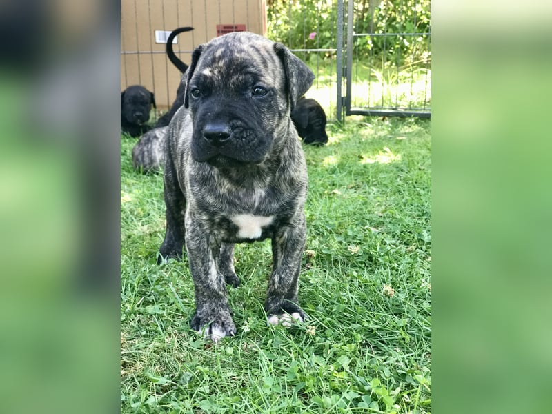 4 tolle Presa Canario Welpen suchen eine liebevolle Familie