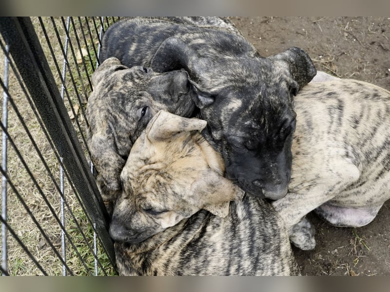 4 tolle Presa Canario Welpen suchen eine liebevolle Familie