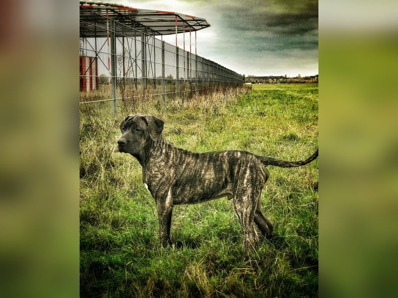 4 tolle Presa Canario Welpen suchen eine liebevolle Familie