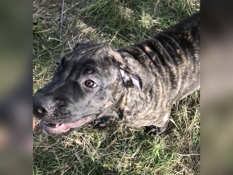 4 tolle Presa Canario Welpen suchen eine liebevolle Familie