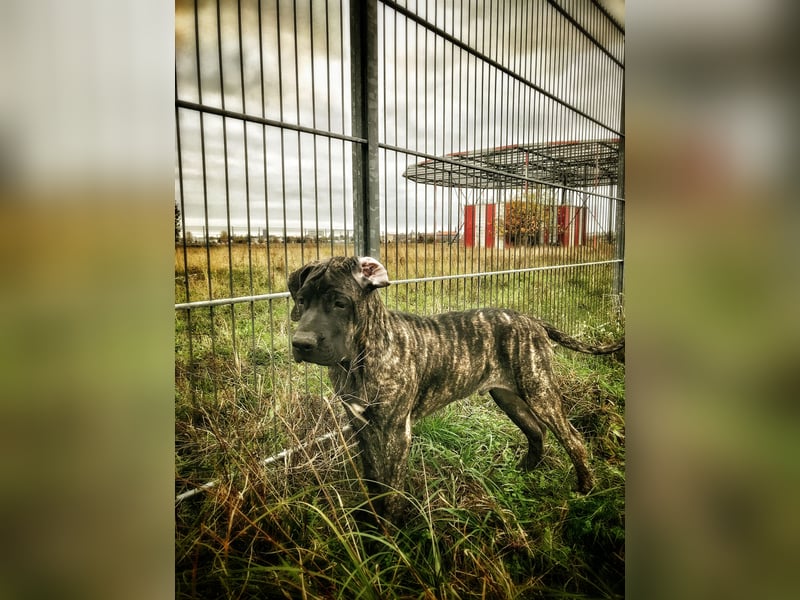 4 tolle Presa Canario Welpen suchen eine liebevolle Familie
