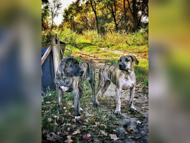 4 tolle Presa Canario Welpen suchen eine liebevolle Familie
