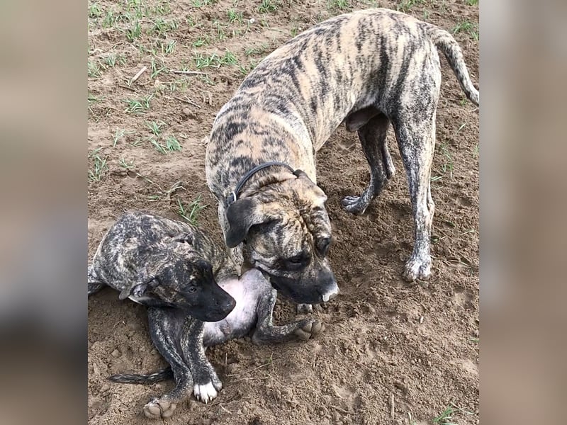 4 tolle Presa Canario Welpen suchen eine liebevolle Familie