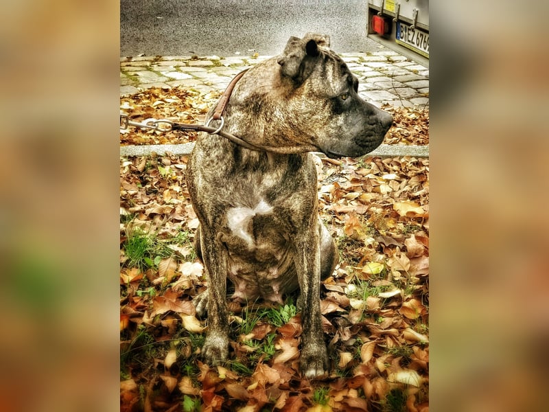 4 tolle Presa Canario Welpen suchen eine liebevolle Familie