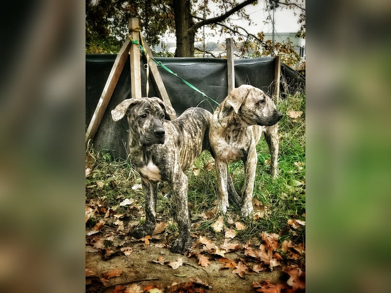 4 tolle Presa Canario Welpen suchen eine liebevolle Familie