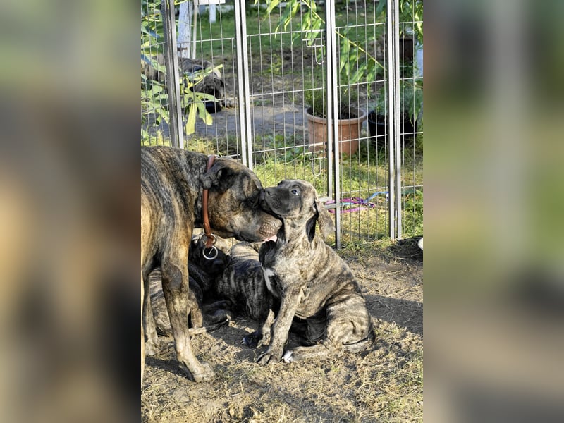 4 tolle Presa Canario Welpen suchen eine liebevolle Familie