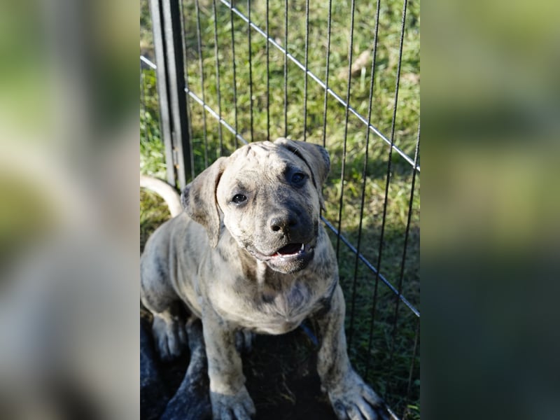 4 tolle Presa Canario Welpen suchen eine liebevolle Familie