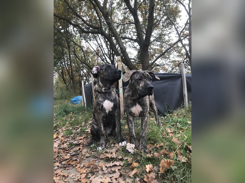 4 tolle Presa Canario Welpen suchen eine liebevolle Familie
