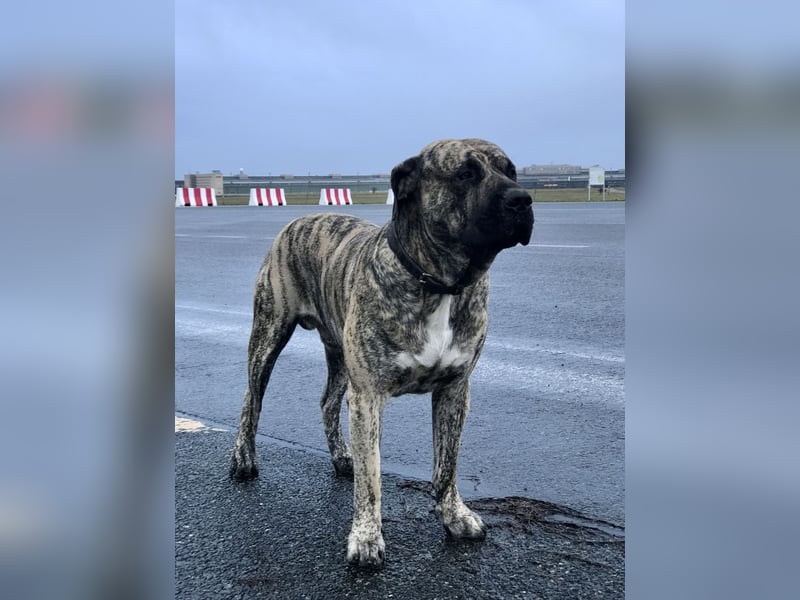 4 tolle Presa Canario Welpen suchen eine liebevolle Familie