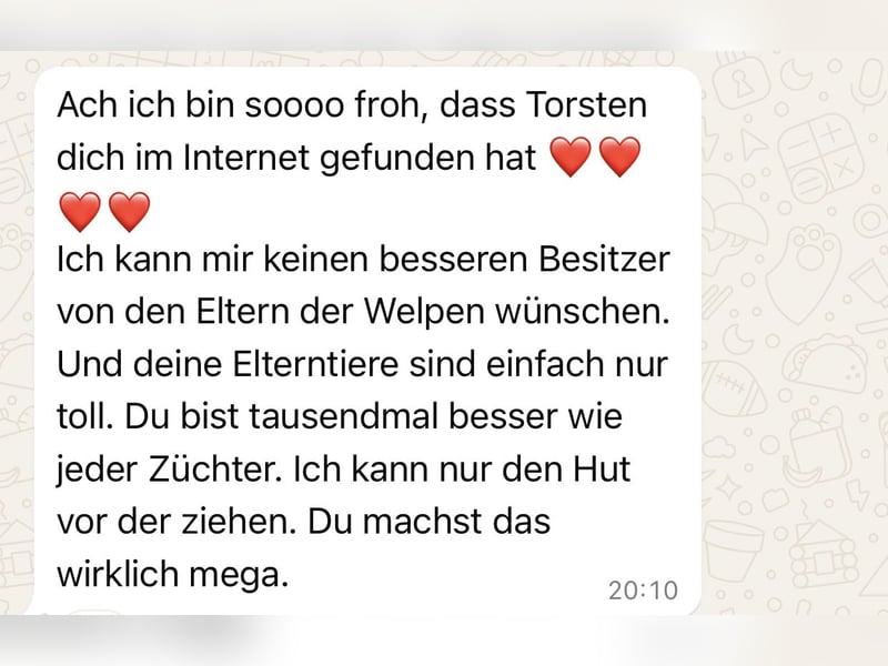 4 tolle Presa Canario Welpen suchen eine liebevolle Familie