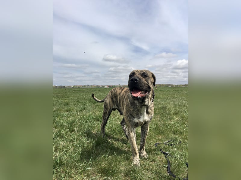 4 tolle Presa Canario Welpen suchen eine liebevolle Familie