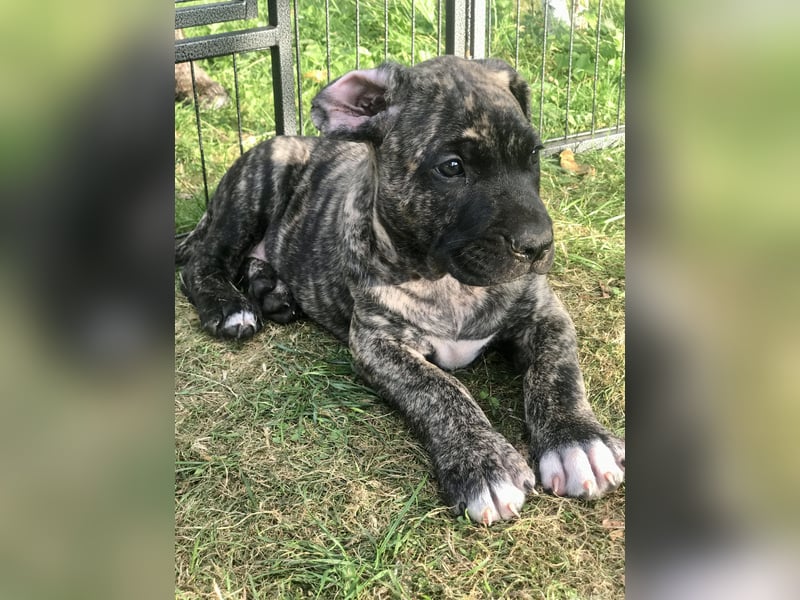 4 tolle Presa Canario Welpen suchen eine liebevolle Familie