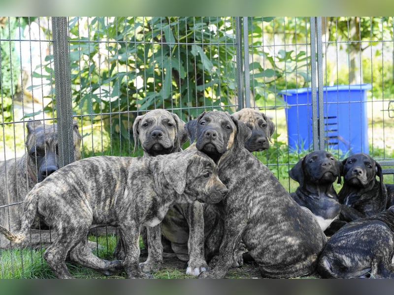 4 tolle Presa Canario Welpen suchen eine liebevolle Familie