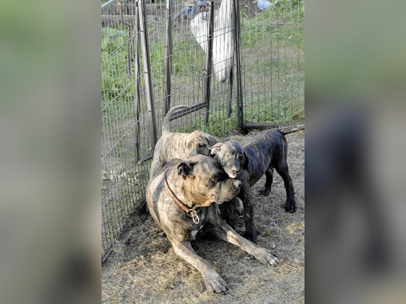 4 tolle Presa Canario Welpen suchen eine liebevolle Familie