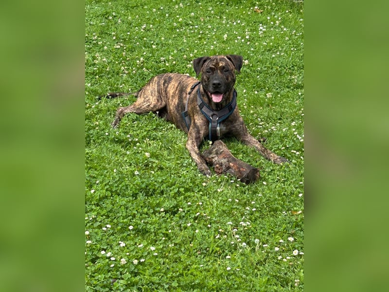 Paul - Ein wunderbarer Dogo Canario