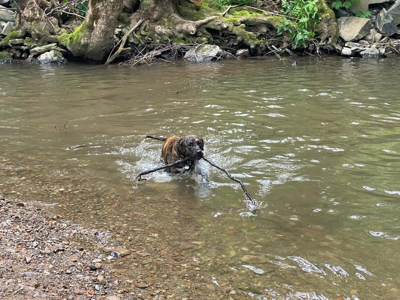 Paul - Ein wunderbarer Dogo Canario