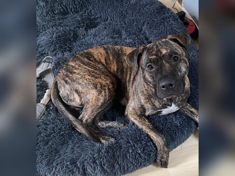 Paul - Ein wunderbarer Dogo Canario