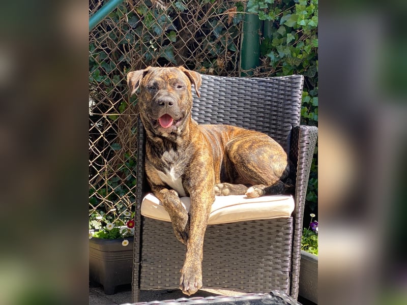Paul - Ein wunderbarer Dogo Canario