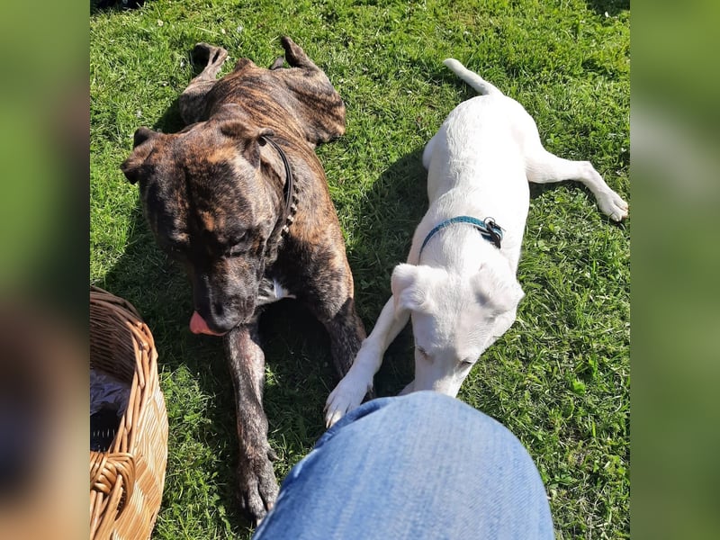 Paul - Ein wunderbarer Dogo Canario