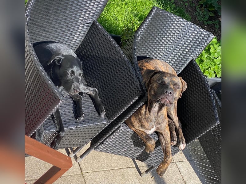 Paul - Ein wunderbarer Dogo Canario