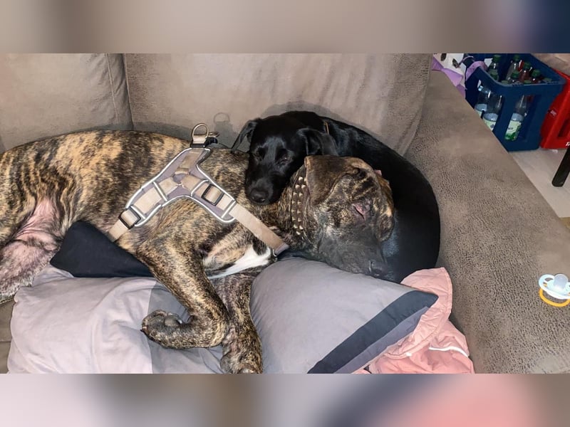 Paul - Ein wunderbarer Dogo Canario