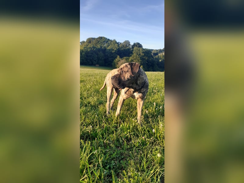 Buddy Presa Canario Rüde