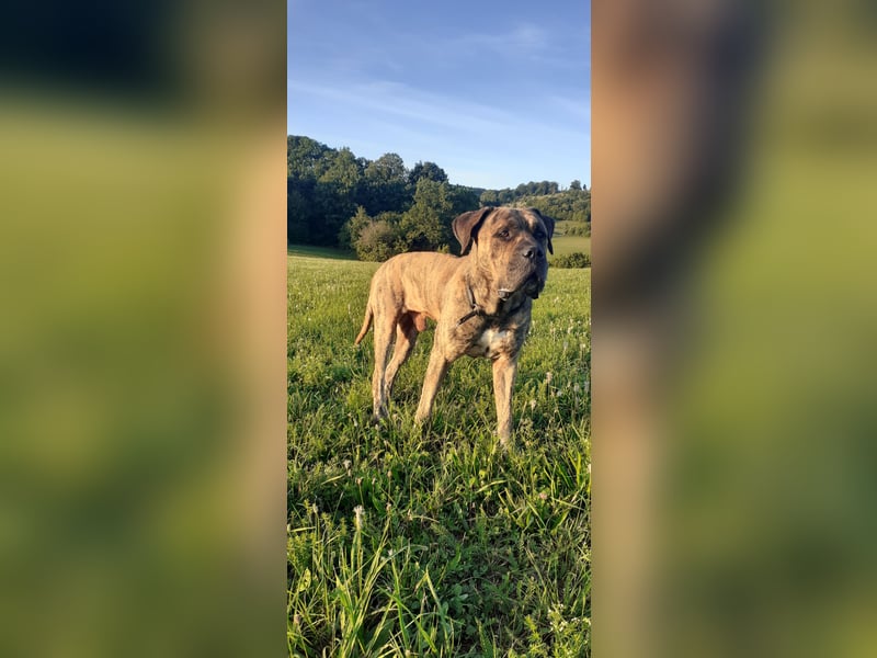 Buddy Presa Canario Rüde