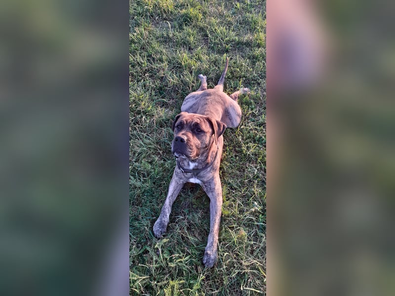 Buddy Presa Canario Rüde
