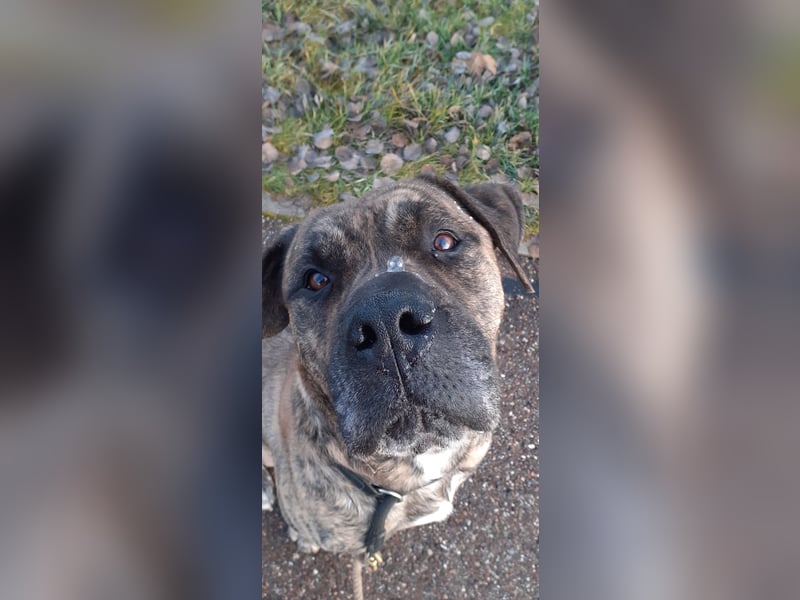 Buddy Presa Canario Rüde
