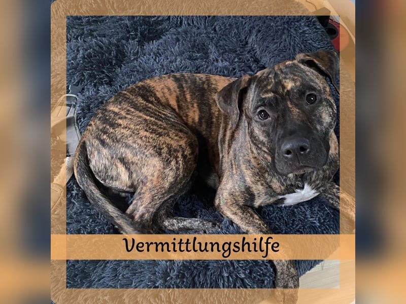 Vermittlungshilfe für Paul ❤️