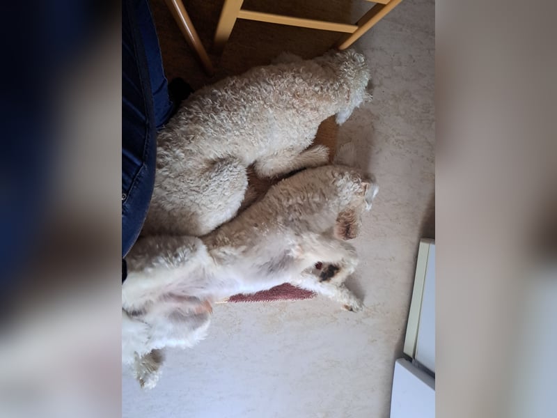 Dogsharing - Angebot