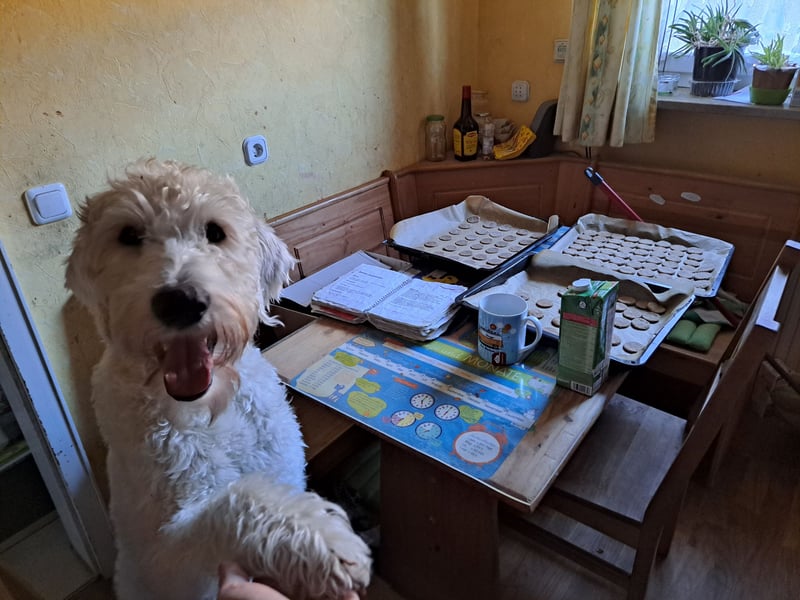 Dogsharing - Angebot