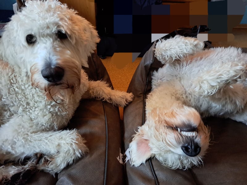 Dogsharing - Angebot