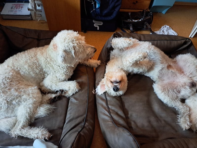 Dogsharing - Angebot