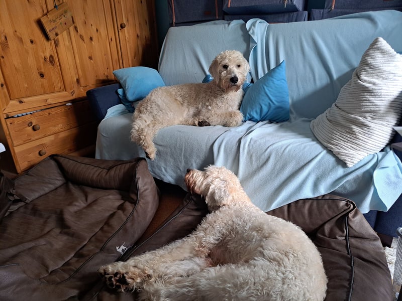 Dogsharing - Angebot