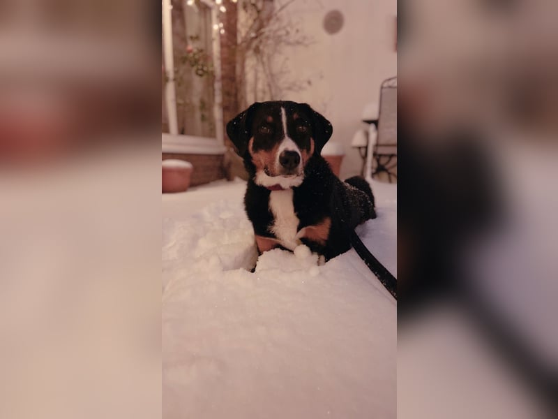 Dogsharing Partner für unseren Appenzeller gesucht!