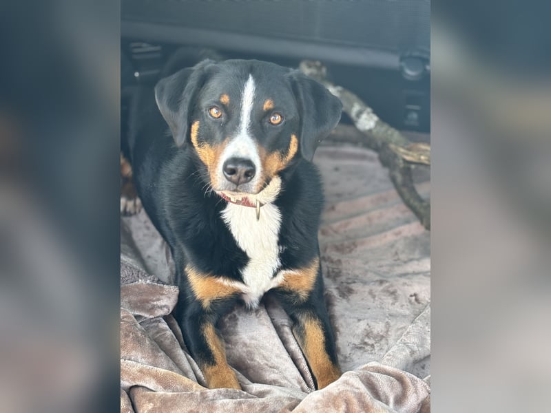 Dogsharing Partner für unseren Appenzeller gesucht!