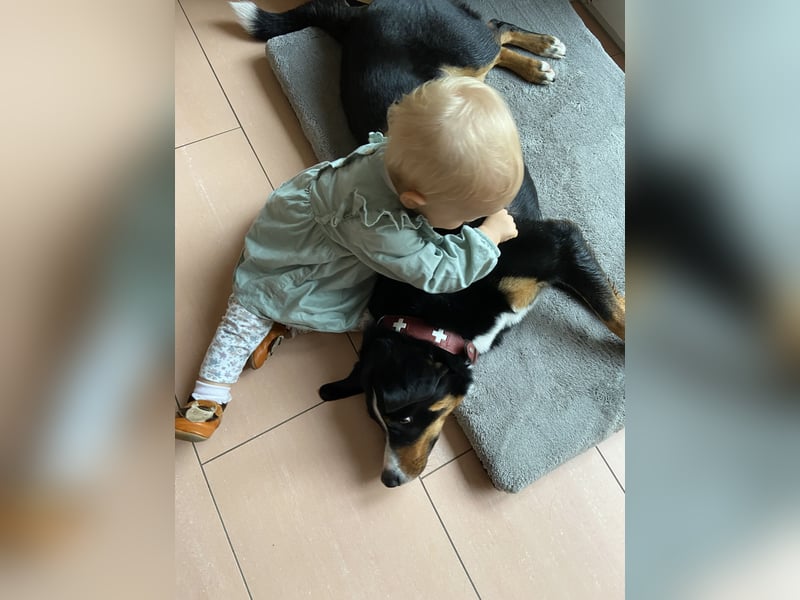 Dogsharing Partner für unseren Appenzeller gesucht!