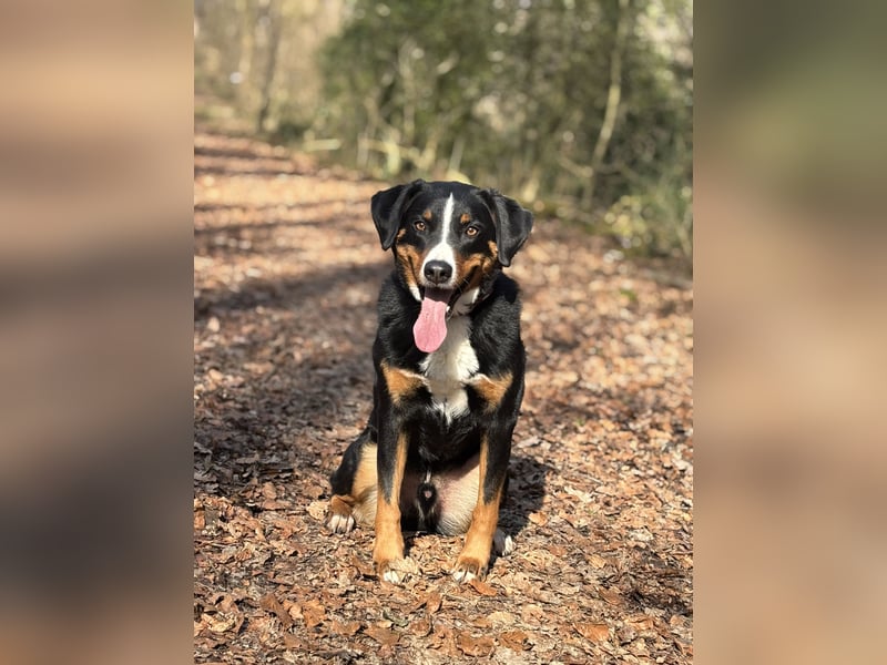 Dogsharing Partner für unseren Appenzeller gesucht!