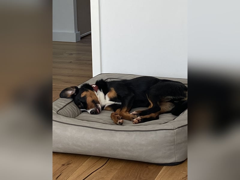 Dogsharing Partner für unseren Appenzeller gesucht!