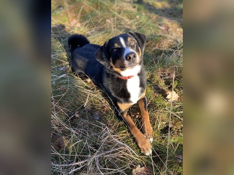 Dogsharing Partner für unseren Appenzeller gesucht!