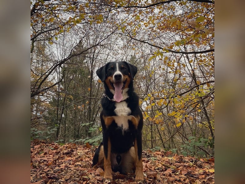 Dogsharing Partner für unseren Appenzeller gesucht!