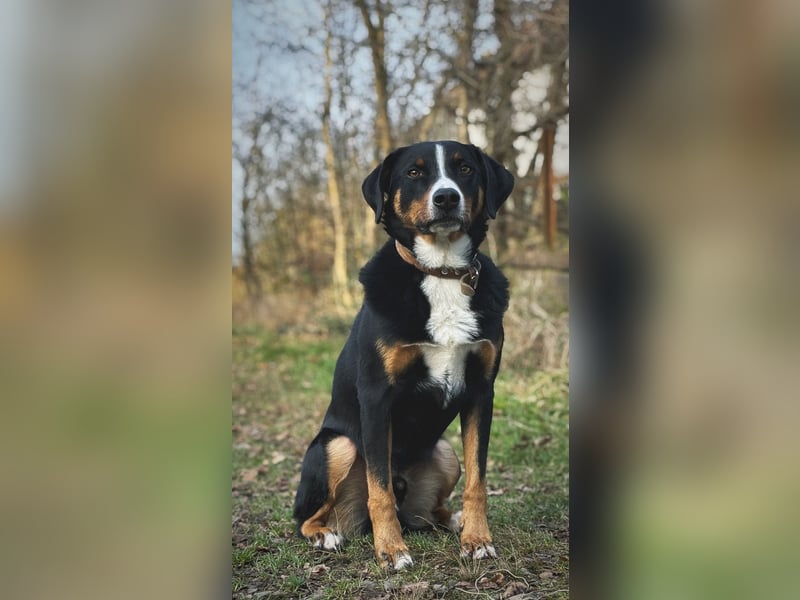 Dogsharing Partner für unseren Appenzeller gesucht!