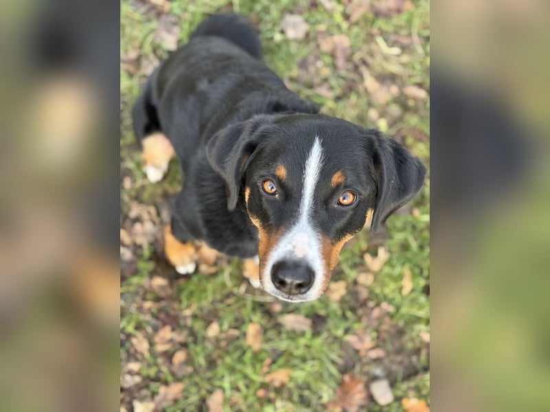 Dogsharing Partner für unseren Appenzeller gesucht!