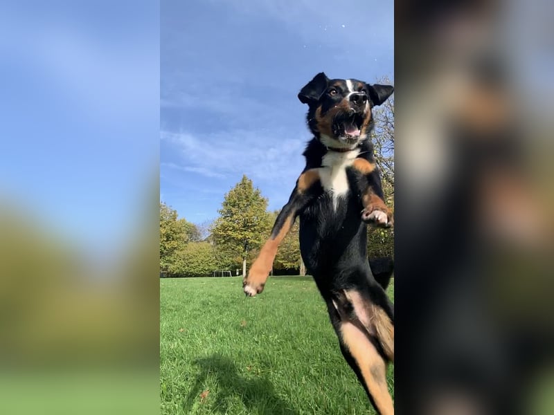 Dogsharing Partner für unseren Appenzeller gesucht!