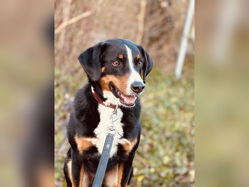 Dogsharing Partner für unseren Appenzeller gesucht!